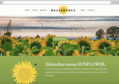 Helianthus